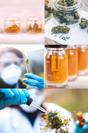 cannabis - collage