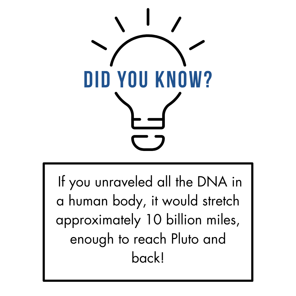 Fun fact stating that if all the DNA in a human body were unraveled, it would stretch about 10 billion miles, enough to reach Pluto and back