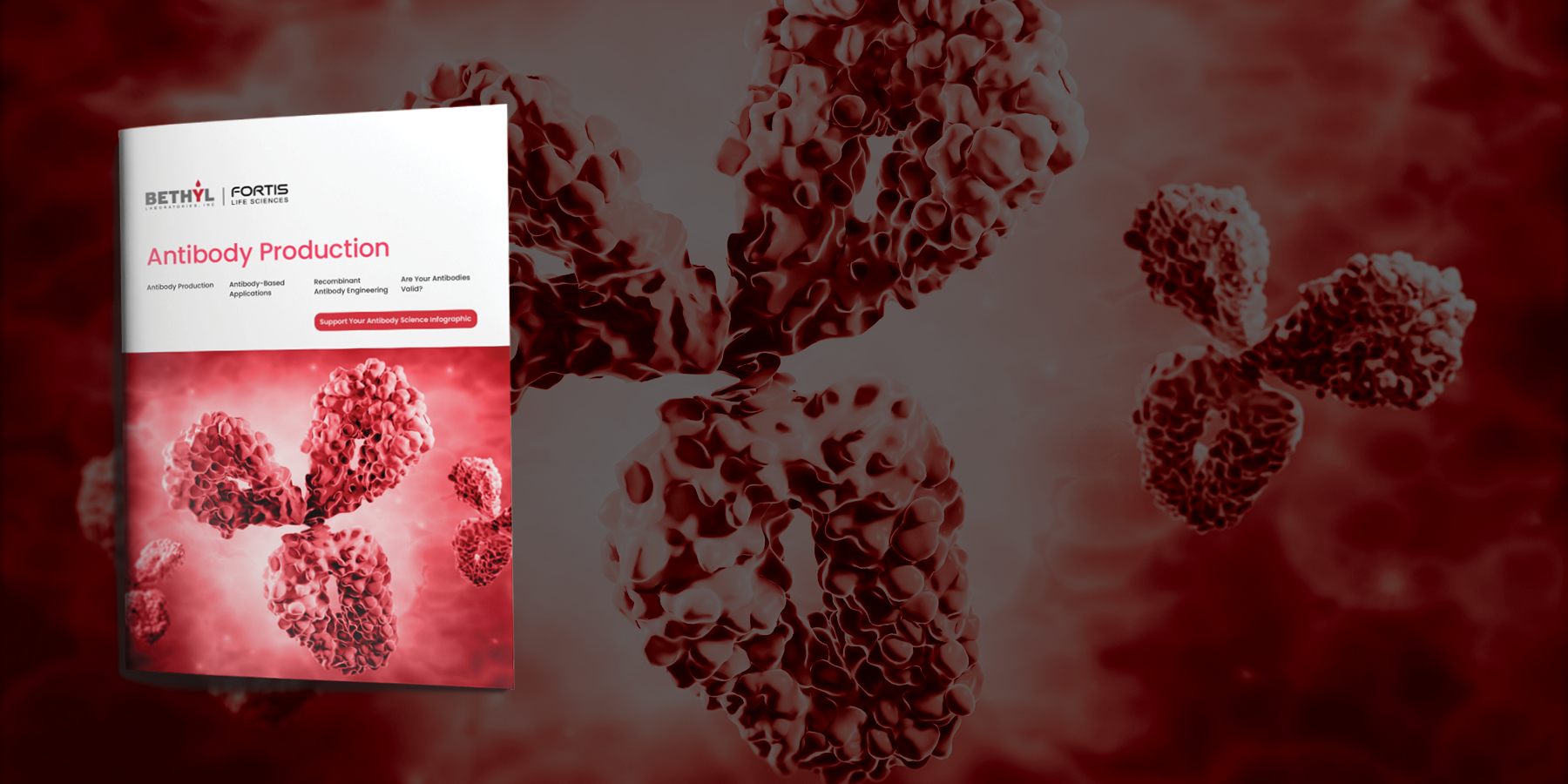 Antibody Production